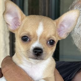 Chihuahuas from J and E