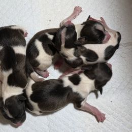 AKC Sable Girl 1 - White and sable female Papillon puppy in Cadiz, Kentucky from Tiny Treasures Papillons