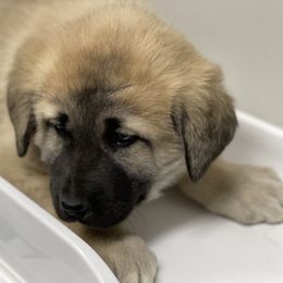 Anatolian Shepherd Dog Puppies from Smithville Hay Livestock Guardian Dogs