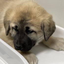 Anatolian Shepherd Dog Puppies from Smithville Hay Livestock Guardian Dogs
