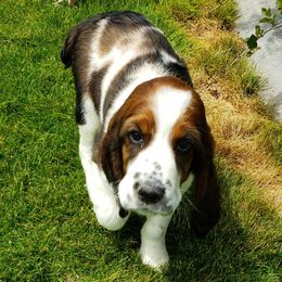English Springer Spaniels from Majestic English Springer Spaniels