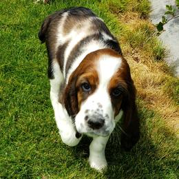 English Springer Spaniels from Majestic English Springer Spaniels