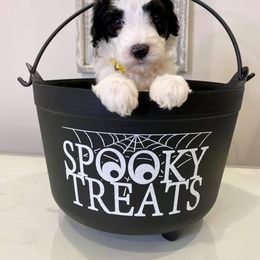Bernedoodle Puppies from Mountain Top Doodles