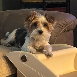 Knox - Yorkshire Terrier