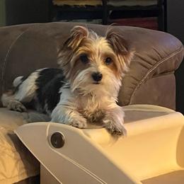 Knox - Yorkshire Terrier
