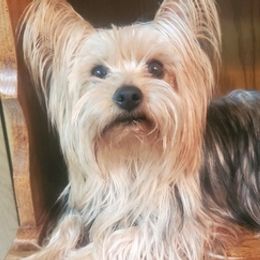 Companion Crosses, Miniature Schnauzers, and Yorkshire Terriers from MomaWolf Puppies
