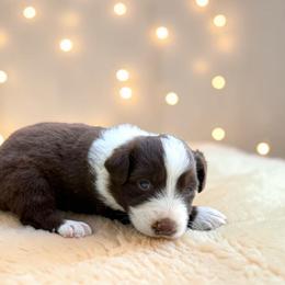 Dior - Red tri-color female Australian Shepherd puppy in Statesville, North Carolina from Charming Australian Shepherds