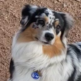 Kira (Kiki) - Australian Shepherd