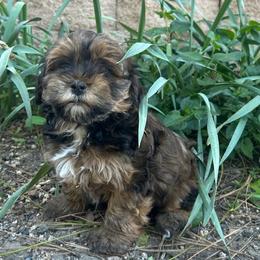 Havanese puppies from Shadycove K9