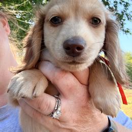 Walker - Cream male Dachshund puppy in Slaughterville, Oklahoma from BooneDox Miniature Dachshunds