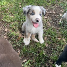 Boy 2 - Blue merle male Australian Shepherd puppy in Lakeland, Florida from Infinite Aussies