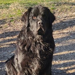 Moo-Moo - Newfoundland
