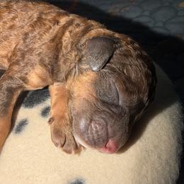 Puppy 2 - Brindle female Poodle puppy in Troy, Alabama from Redmond Rose Kennel