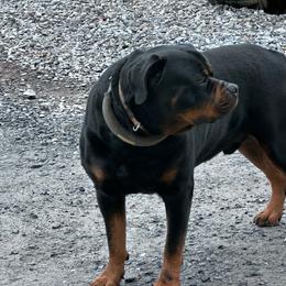 Colt - Rottweiler