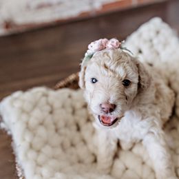 Goldendoodle Puppies from Emma Doodles
