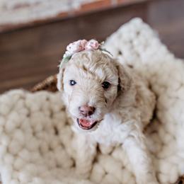 Goldendoodle Puppies from Emma Doodles