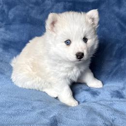 Stitch - White male Pomsky puppy in Winchendon, Massachusetts from Mountain View Pomskies