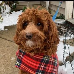 Tootsie - Goldendoodle