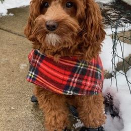 Tootsie - Goldendoodle
