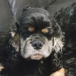 Miracle - Cocker Spaniel