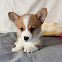 Rover - Red male Pembroke Welsh Corgi puppy in El Dorado Springs, Missouri from Trixie Dixie