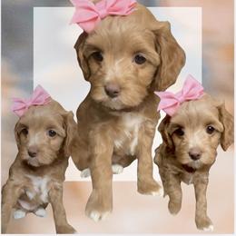 Mary - Red  female Goldendoodle puppy in Decatur, Texas from Scherrer Sweet Goldendoodles