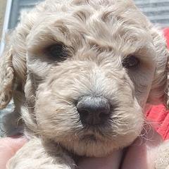 Goldendoodle Puppies from Americana Paws