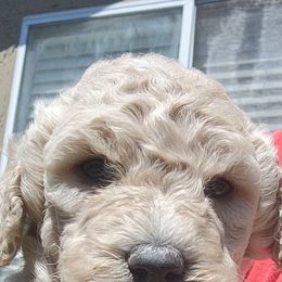 Goldendoodle Puppies from Americana Paws