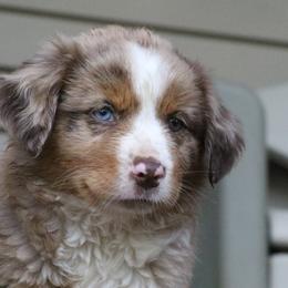 Border Collie, English Setter, and Miniature American Shepherd Puppies from First Harmony Farms