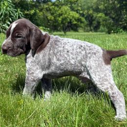 Boy 5 - Liver roan male German Shorthaired Pointer puppy in Equinunk, Pennsylvania from AHHA Kennels