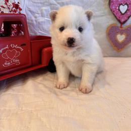 Scarlett - White female Pomsky puppy in Bucyrus, Missouri from Hill Top Pomskies