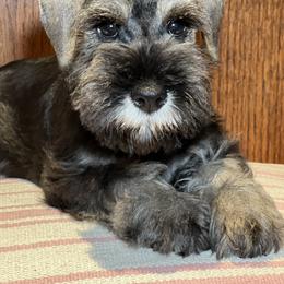 Giant Schnauzer and Miniature Schnauzer Puppies from My Angel Schnauzers