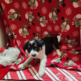 Border Collie Puppies from Real dogs that do real work!