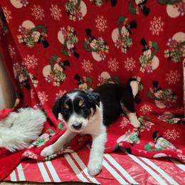 Border Collie Puppies from Real dogs that do real work!