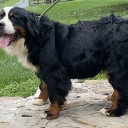 Elaina - Bernese Mountain Dog