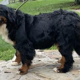 Elaina - Bernese Mountain Dog