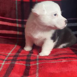 Girl 3 - Black and tan female Pembroke Welsh Corgi puppy in Rosharon, Texas from Morning Glory Corgis