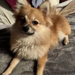 Zoey - Pomeranian