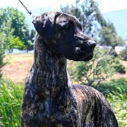 Mehndi - Great Dane