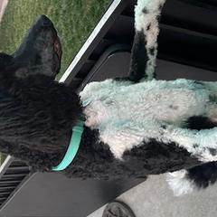 Rainwater - Poodle puppy from Carla Baroni