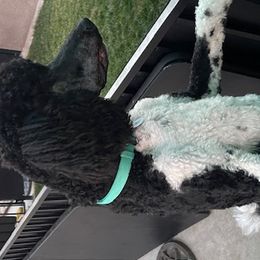 Rainwater - Poodle puppy from Carla Baroni