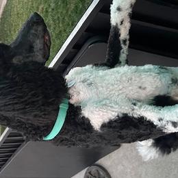 Rainwater - Poodle puppy from Carla Baroni