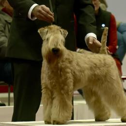 Mom Halle was featured at the AKC TV National Championship AKC Puppy of the Year in Orlando - Wheaten male Soft Coated Wheaten Terrier puppy in Gainesville, Virginia from Cross the Rubicon