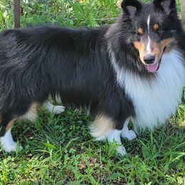 Whisper - Shetland Sheepdog