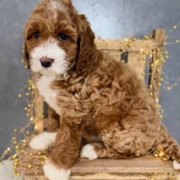 Purple - Caramel female Australian Labradoodle puppy in Auburn, Washington from West Valley Labradoodles