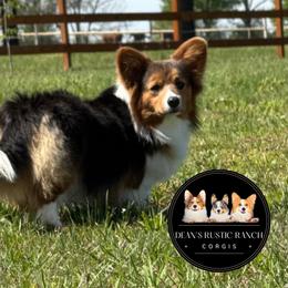 Ella - Pembroke Welsh Corgi
