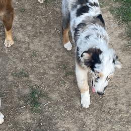Aussiedoodles, Australian Shepherds, and Poodles from Barefoot Kennel