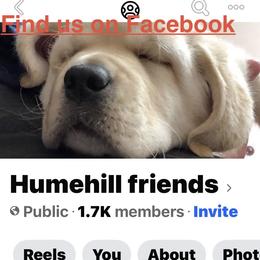 Labrador Retriever and Pomeranian Puppies from Humehill