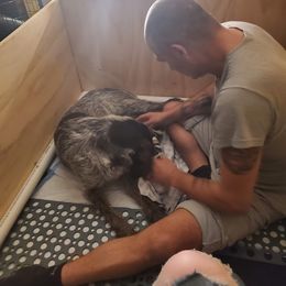 German Wirehaired Pointer Puppies from Ca’ Rigada Deutsch Drahthaar (GWP)