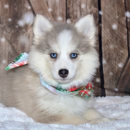 Aquata - Blue female Pomsky puppy in Centerville, Iowa from LJ Kennels Pomskies, LLC